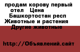 продам корову первый отел › Цена ­ 55 000 - Башкортостан респ. Животные и растения » Другие животные   